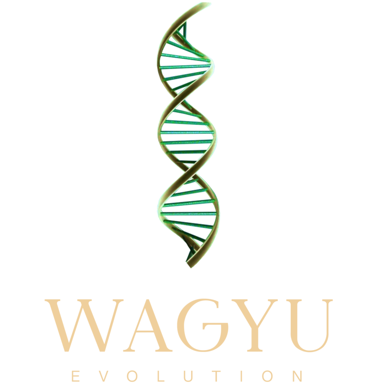 Different Breeds of Wagyu | Wagyu Evolution