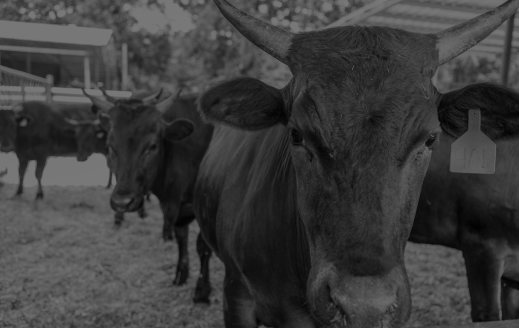 Wagyu cattle farming management