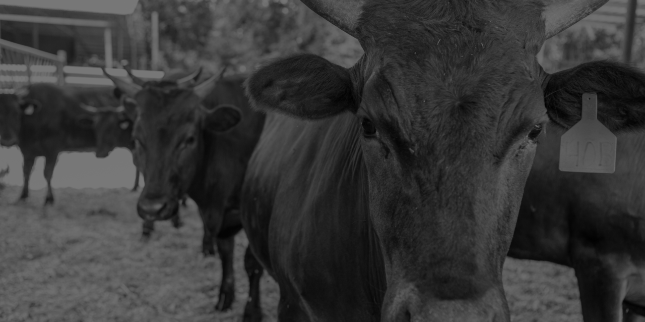 Wagyu cattle farming management