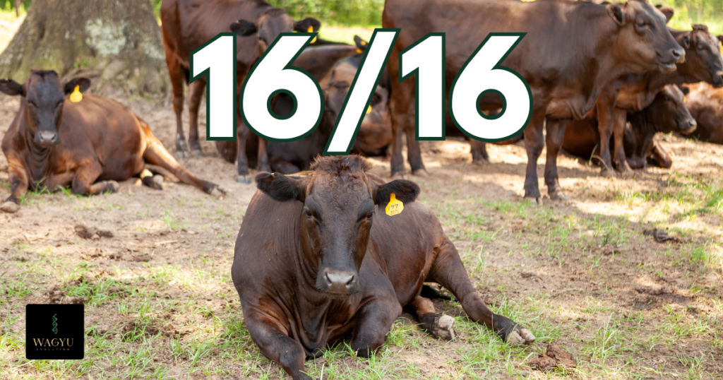 1616 Analysis Blog Cover (1)