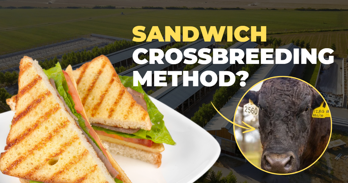 Sandwich Breeding Method