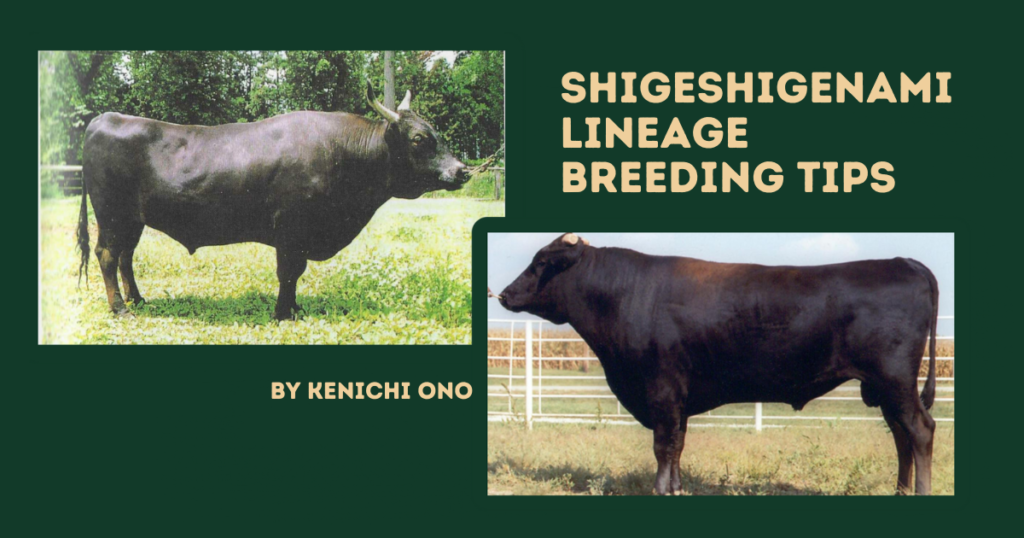 Breeding Tips for the Shigeshigenami Lineage by Kenichi Ono