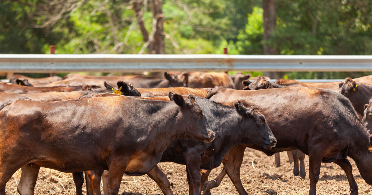 Globalization of Wagyu