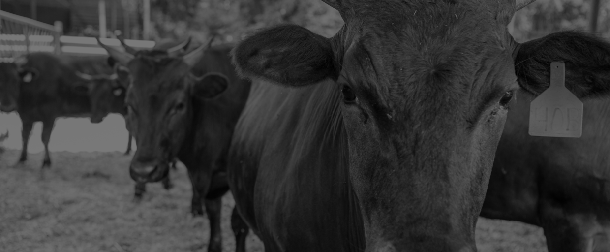 Wagyu cattle farming management