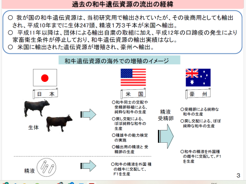 Introduction of Wagyu to America (Japanese)